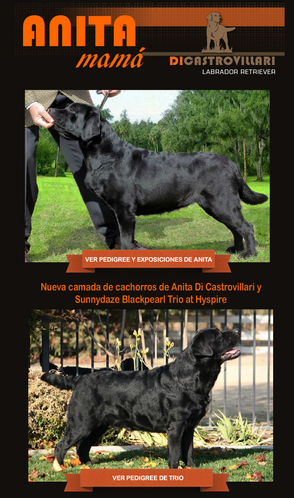 Nueva camada de cachorros de Luana y Lagash listos para entregar a partir del 20 de diciembre del 20111